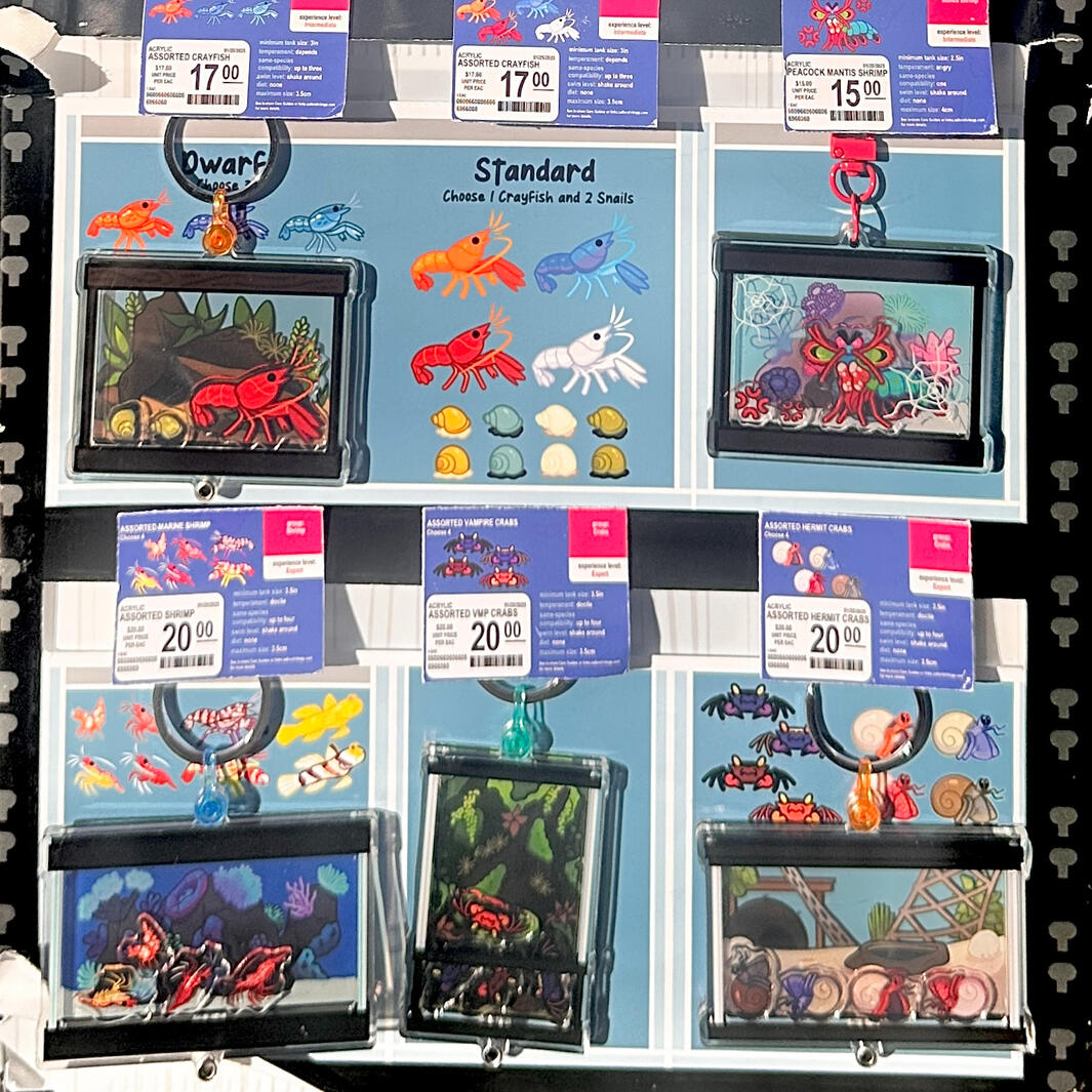 Sailor Shrimp Aquarium