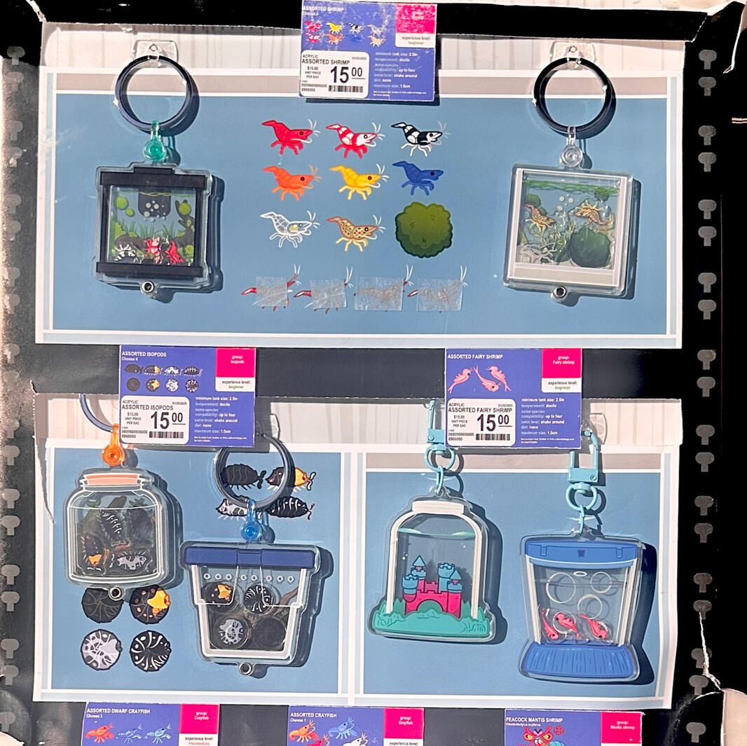 Sailor Shrimp Aquarium